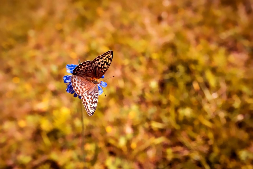 Butterfly Moths And Butterflies Wildlife Fauna