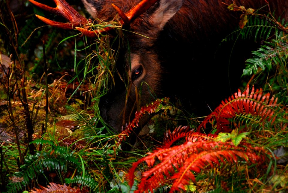 Ecosystem Fauna Vegetation Wildlife