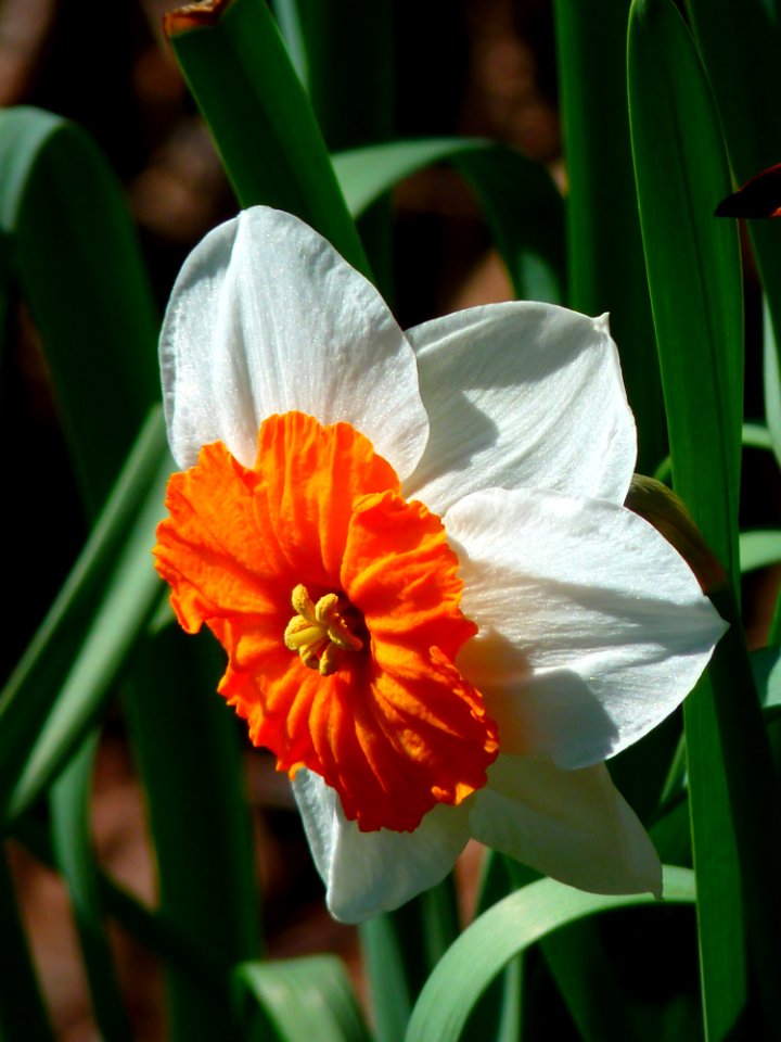 Flower Plant Flora Flowering Plant
