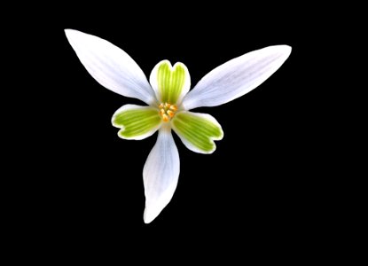 Flower Flora Plant Petal