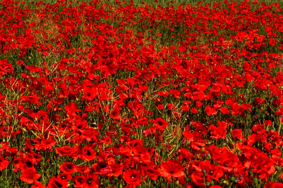 Flower Red Field Wildflower