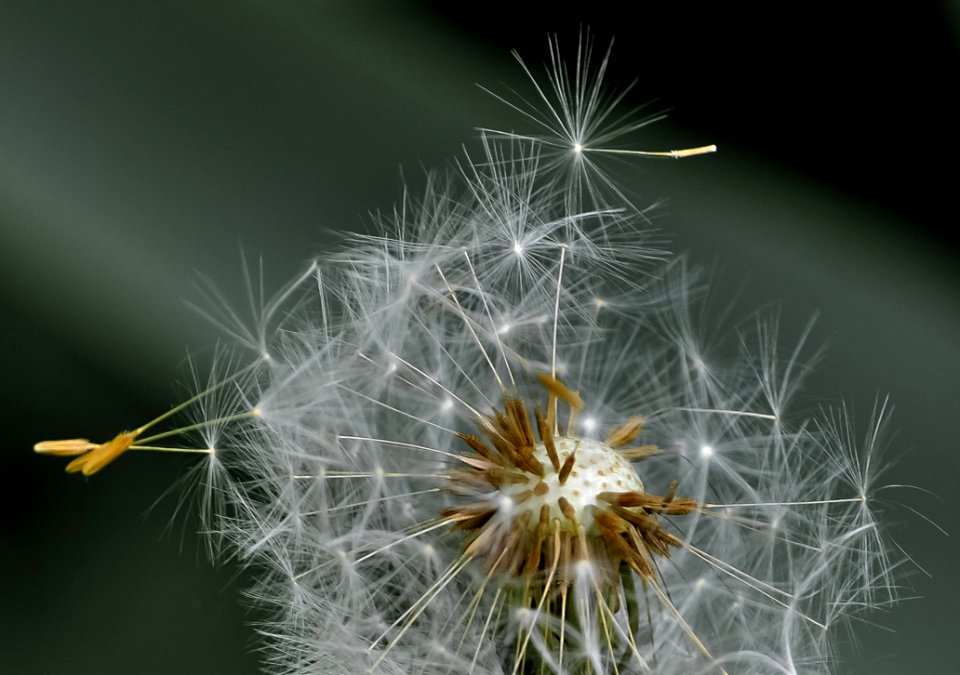 Flower Flora Dandelion Close Up