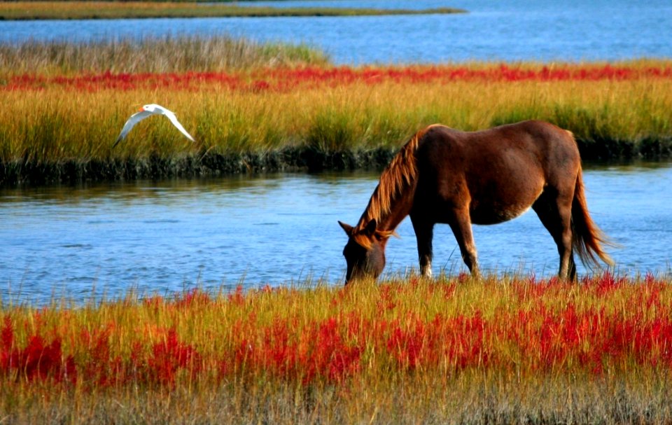 Wildlife Grassland Nature Reserve Ecosystem