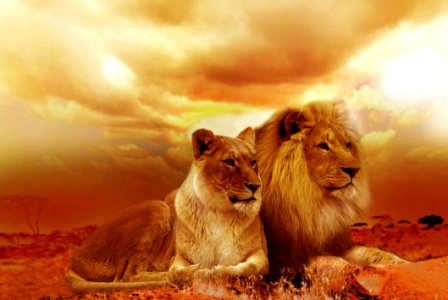 Wildlife Lion Mammal Masai Lion