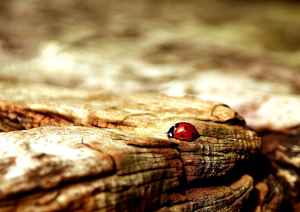 Close Up Macro Photography Wood Organism