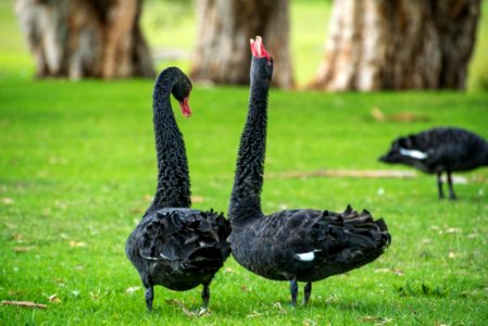 Black Swan Bird Water Bird Ducks Geese And Swans photo