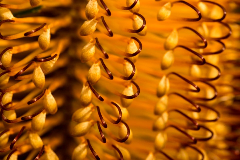 Close Up Macro Photography Pollen Commodity
