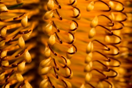 Close Up Macro Photography Pollen Commodity photo