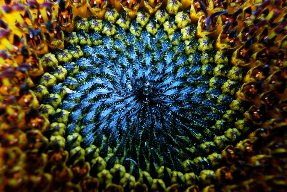 Sunflower Flower Sunflower Seed Close Up