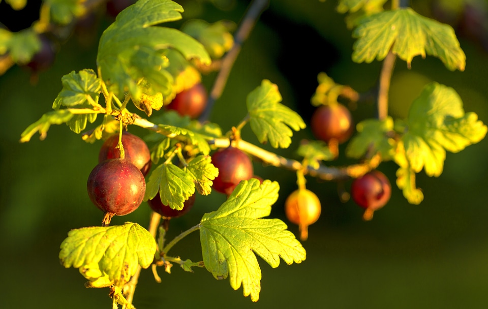 Fruit organic nature