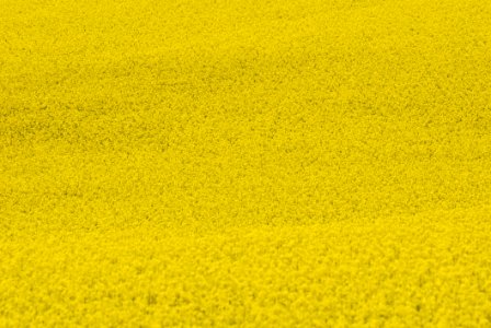 Yellow Rapeseed Field Canola