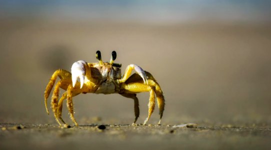 Crab Decapoda Macro Photography Ocypodidae