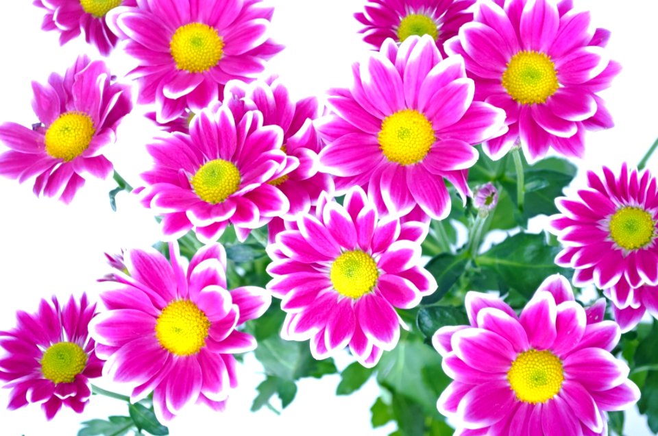 Flower Flowering Plant Marguerite Daisy Garden Cosmos