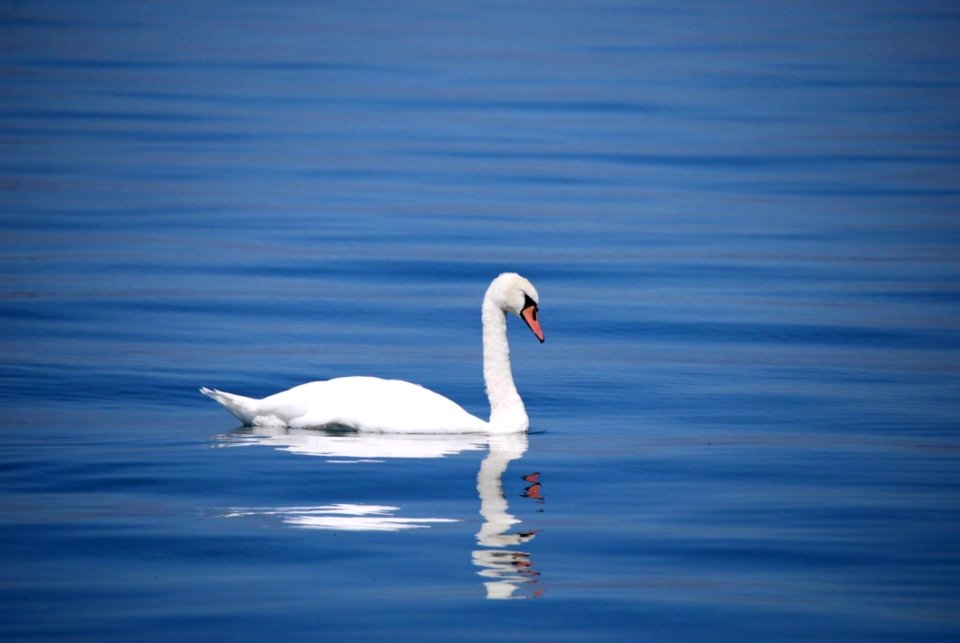Swan Water Bird Bird Ducks Geese And Swans