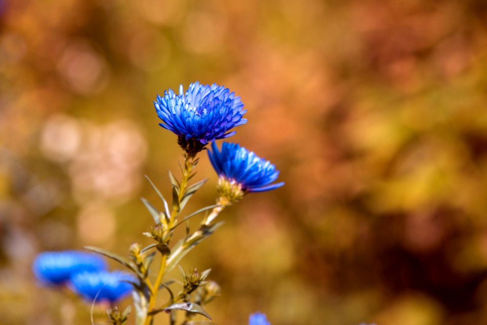 Flower Flora Plant Close Up