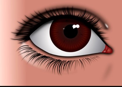 Eyelash Eye Eyebrow Close Up