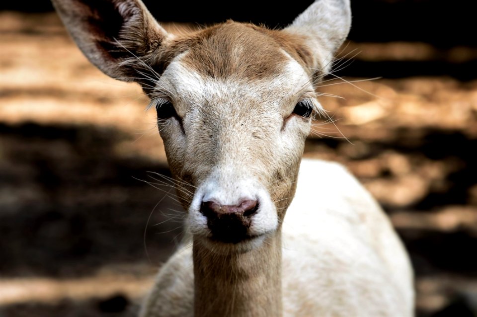 Fauna Wildlife Deer Terrestrial Animal