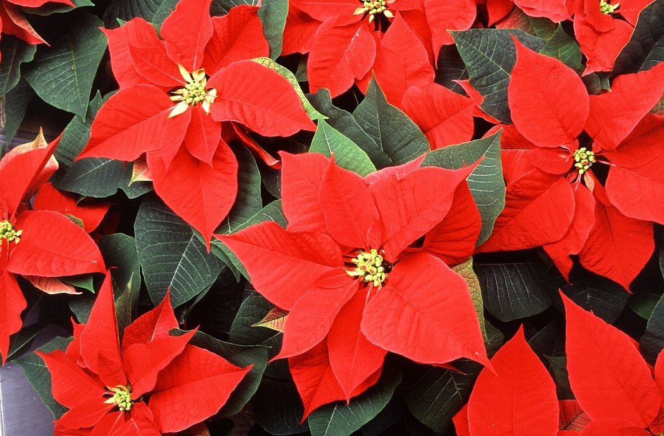 Christmas decoration holiday