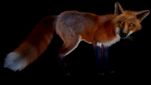 Fox Red Fox Mammal Wildlife photo