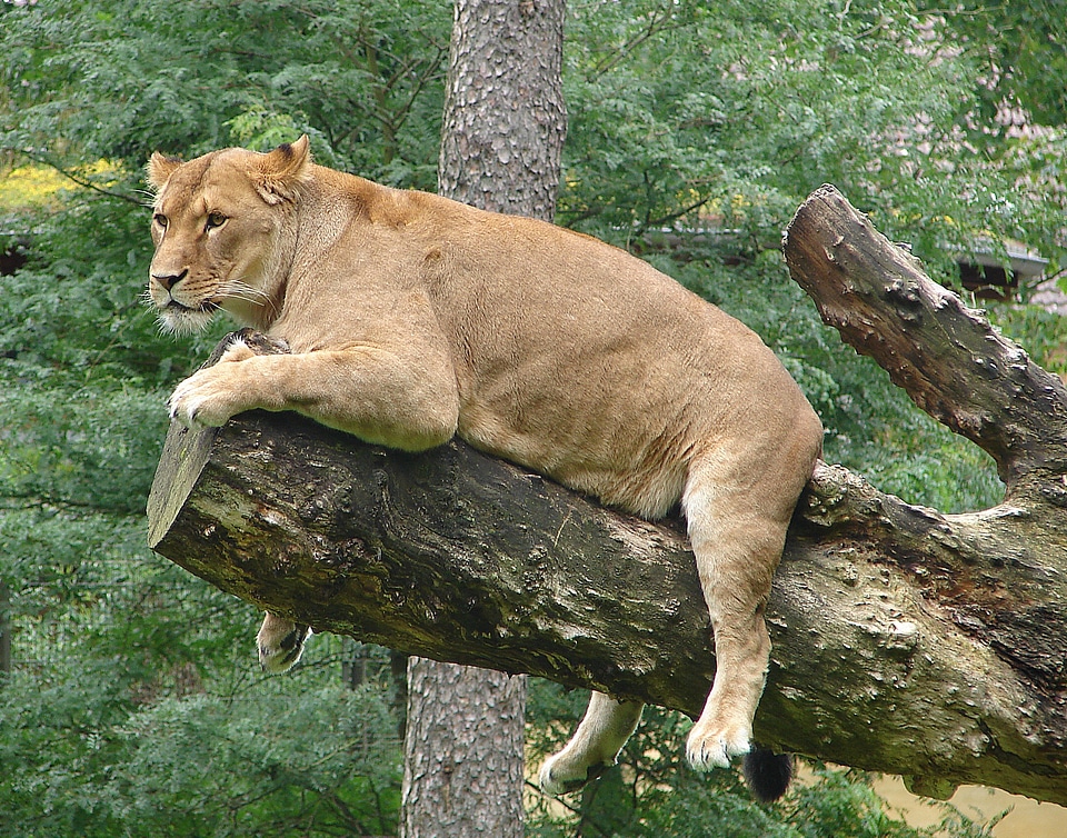 Animal world wild animal