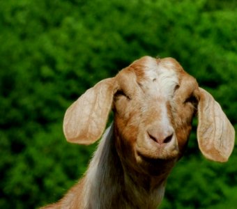 Mischievous Goat photo