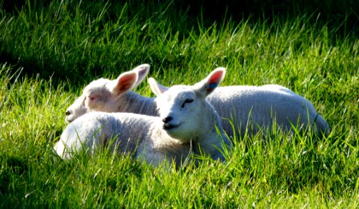 Lambs Animals photo