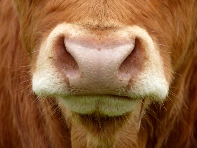 Cows Nose photo