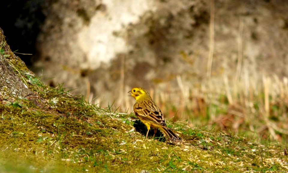 Yellowhammer Bird