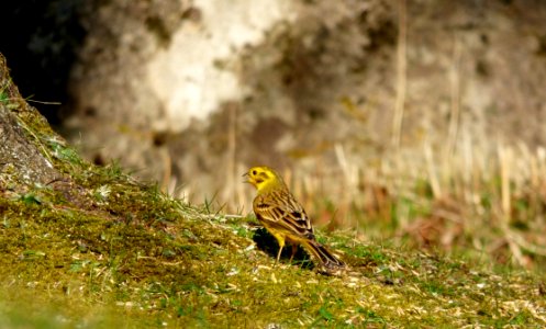 Yellowhammer Bird photo