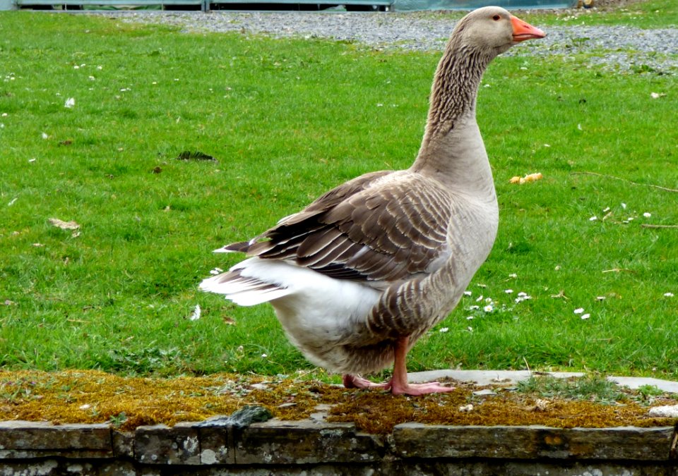 Goose Bird Animal