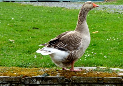Goose Bird Animal photo
