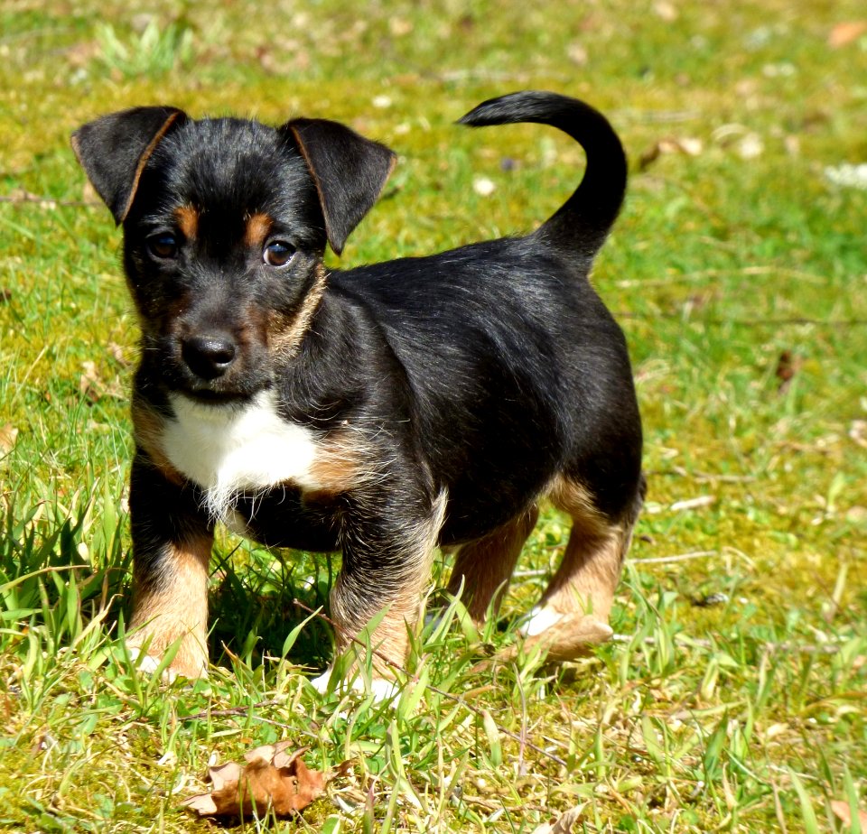 Pet Puppy Jack Russell