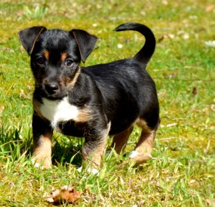Pet Puppy Jack Russell photo