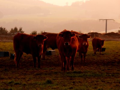 Cows Evening Sun