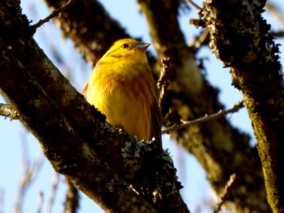 Bird Yellowhammer photo