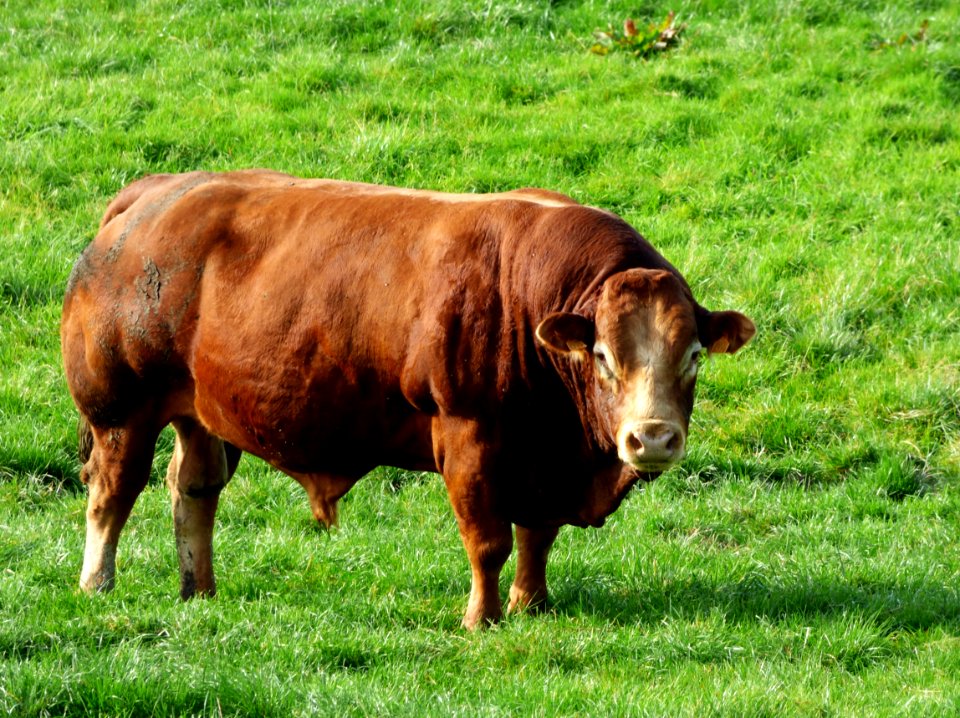 Bull photo