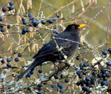 Blackbird Bird Berries photo