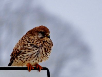 Kestrel Bird Winter