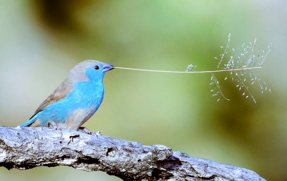 Small Songbird With Twig
