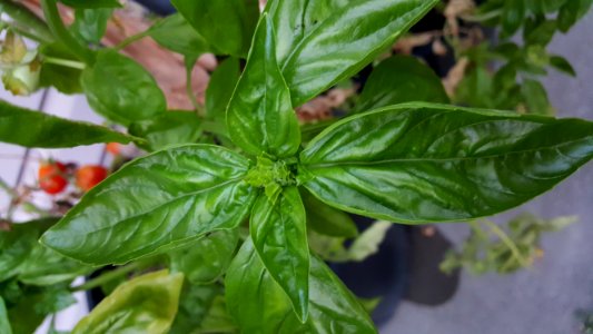 Day 248 Pesto Tomorrow