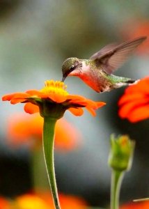 Hummingbird Drinking Nectar