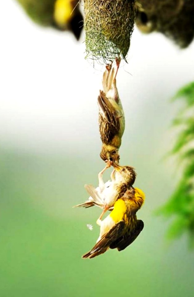 Baya Weavers At Nest