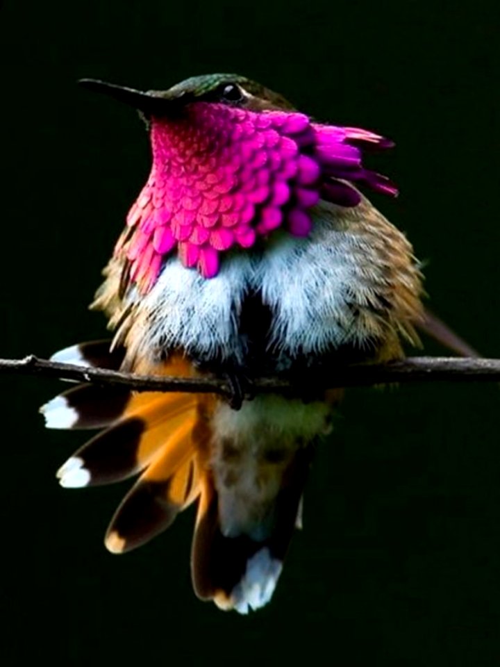 Wine Throated Hummingbird