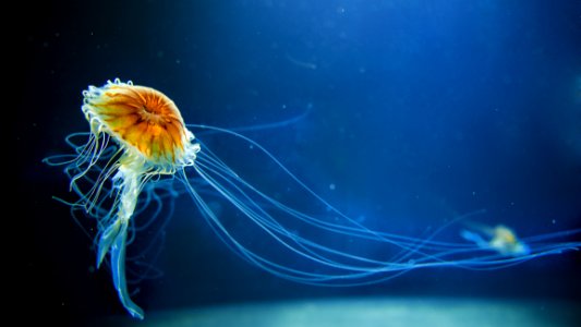 Jellyfish In Aquarium photo