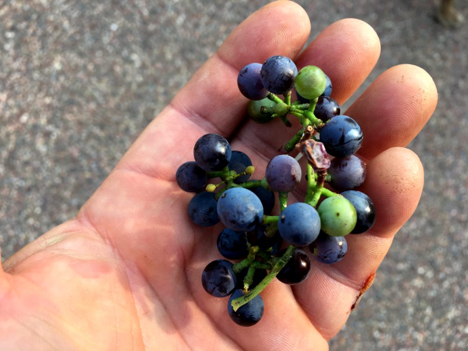 More Wild Arizona Grapes To Munch On