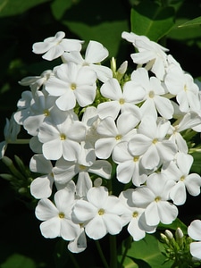White blossom bloom photo