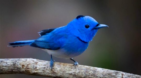 Small Blue Songbird