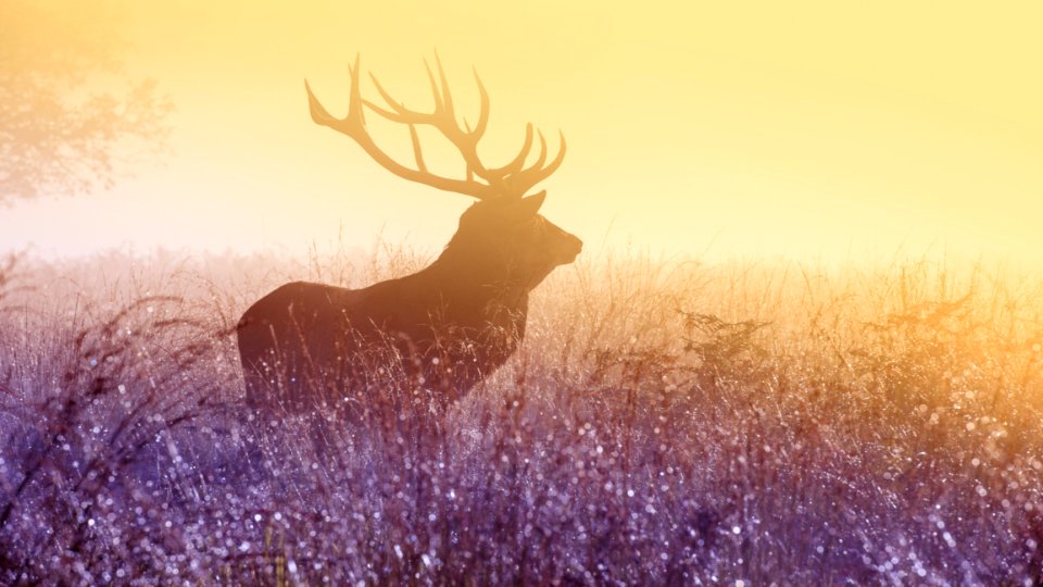 Male Elk In Field At Sunset photo