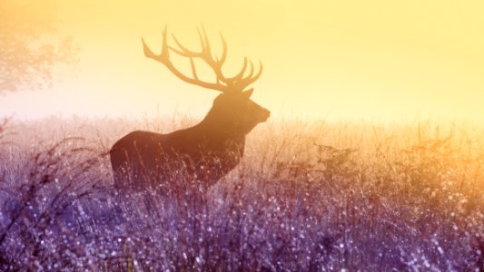 Male Elk In Field At Sunset