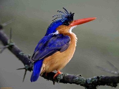 Songbird On Branch